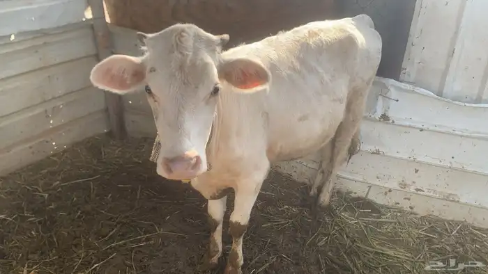 ثور الماني بيور. وعجل و بقرتين تحتهم عجلتين. وعجل 4