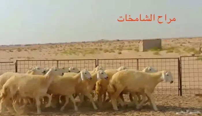 رخال مقاني من مراح الشامخات 1