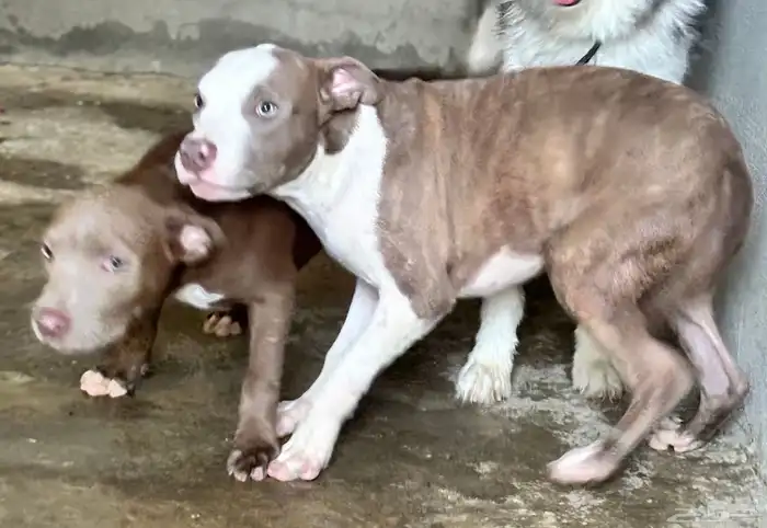 جراء بيت بول مستوى حلو للبيع 8