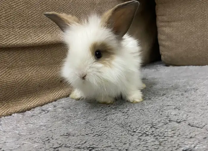 ارنب تيدي بير لوب اليف 0