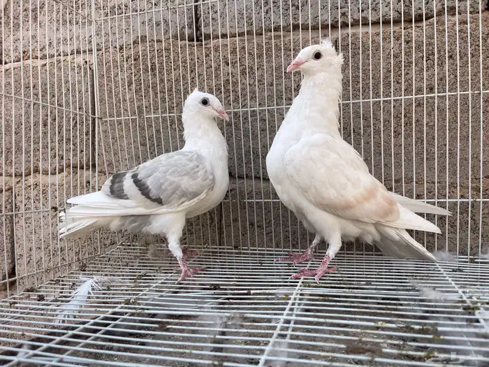 زاجل مكتف 3