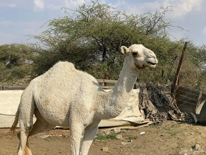 بكره للبيع 0