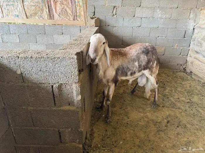 خروف فحل سواكن 4