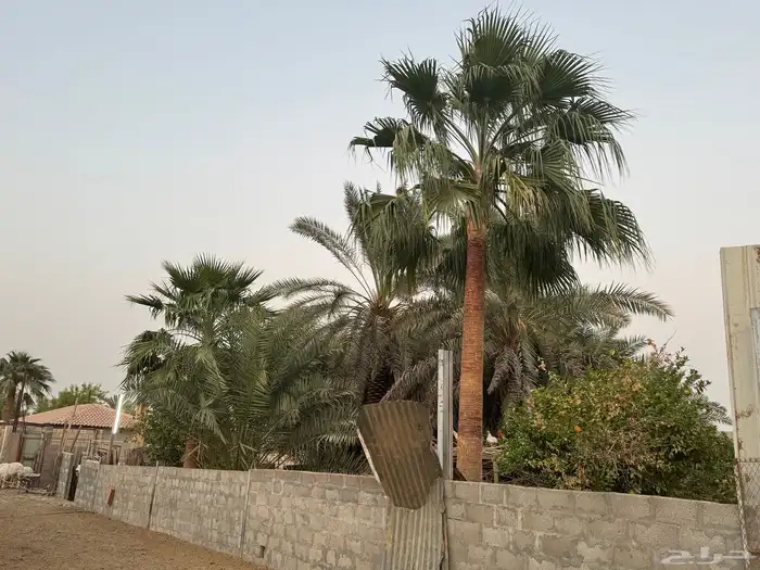نخل واشنطني بالخرج للبيع المتر 350 ريال وارحبوا 3