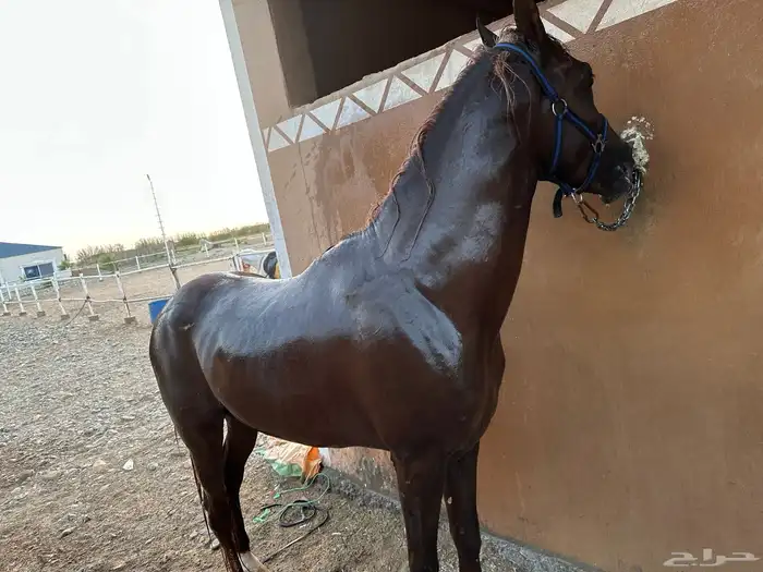 حصان واهو 5