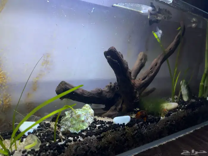 حوض سمك- تم البيع 3