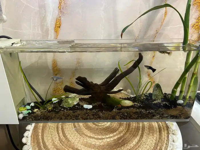 حوض سمك- تم البيع 4