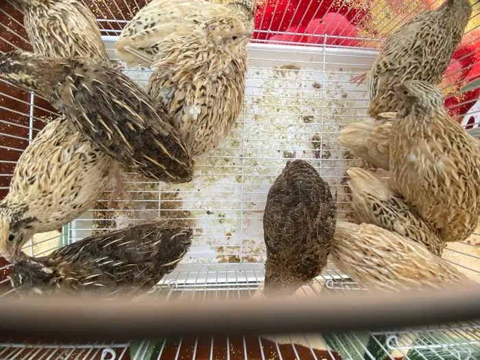 أجواز سمان 12حبه الجوز 16 3
