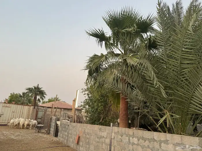 نخل واشنطني بالخرج للبيع المتر 350 ريال وارحبوا 4