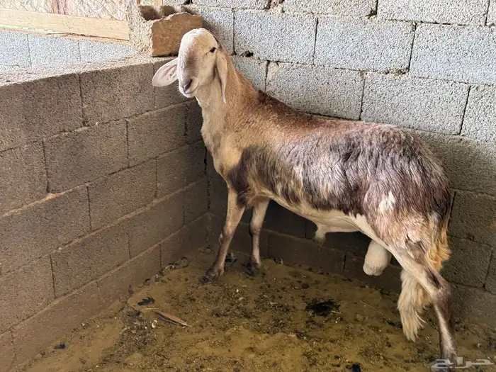 خروف فحل سواكن 5
