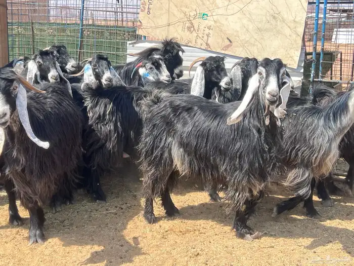 مراح معزا دفيع ومضاريع للبيع 1