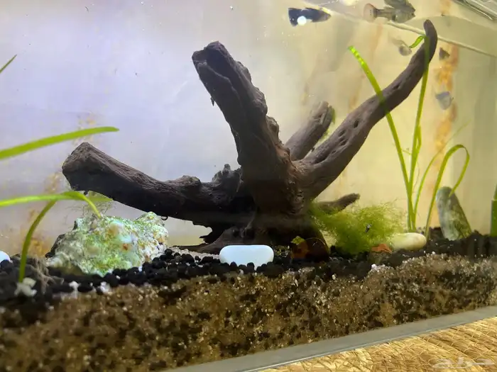 حوض سمك- تم البيع 7