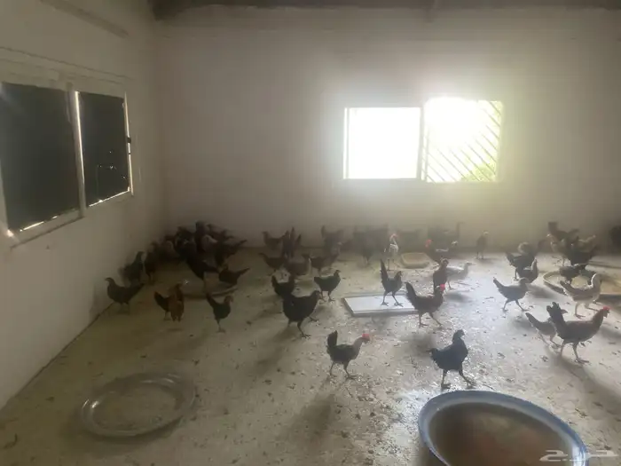 دجاج صغير للبيع المزاحميه للتواصل 0