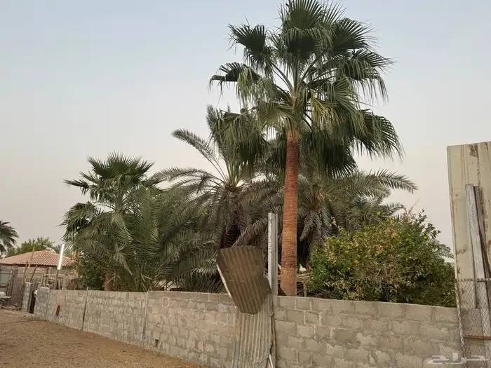 نخل واشنطني بالخرج للبيع المتر 350 ريال وارحبوا 8