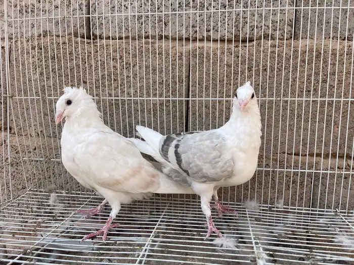 زاجل مكتف 1