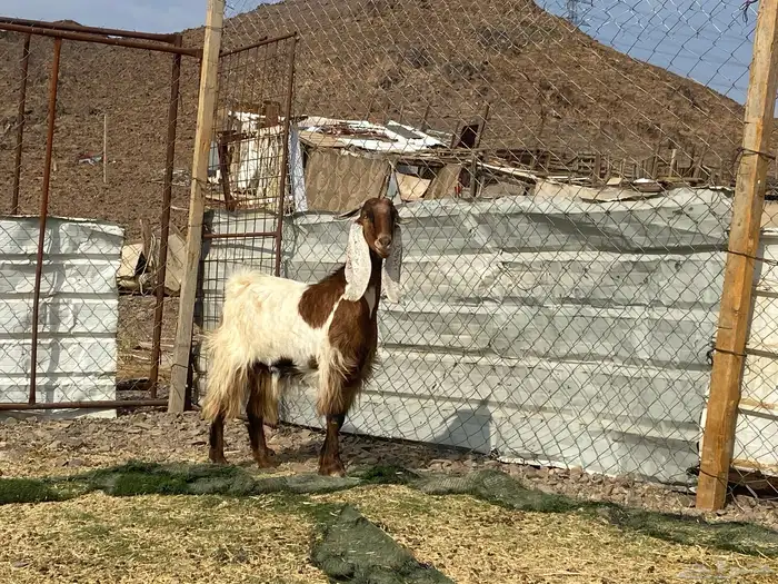 معزا بيض مشاريك لون واحد 13