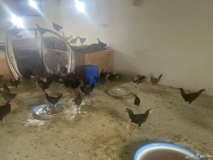 دجاج صغير للبيع المزاحميه للتواصل 3