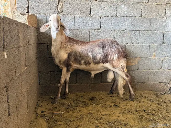 خروف فحل سواكن 6