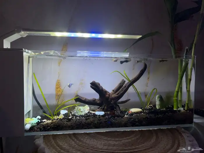 حوض سمك- تم البيع 0