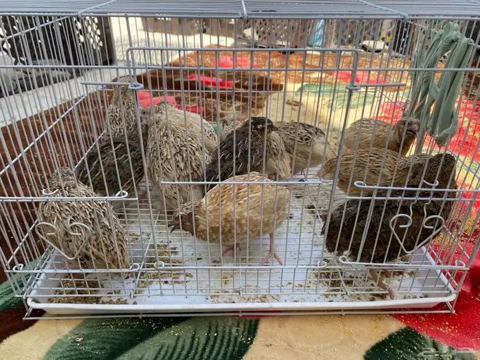 أجواز سمان 12حبه الجوز 16 1
