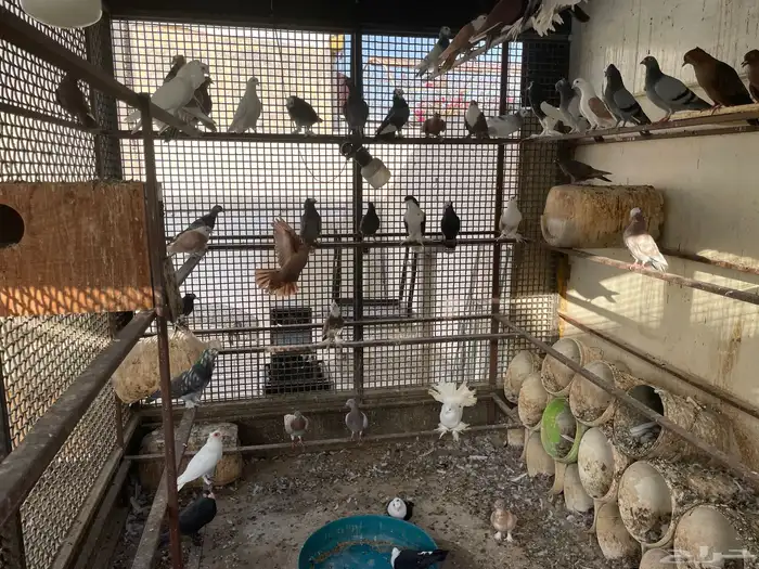 للبيع مجموعة حمام زينة اجوز منتجه 1
