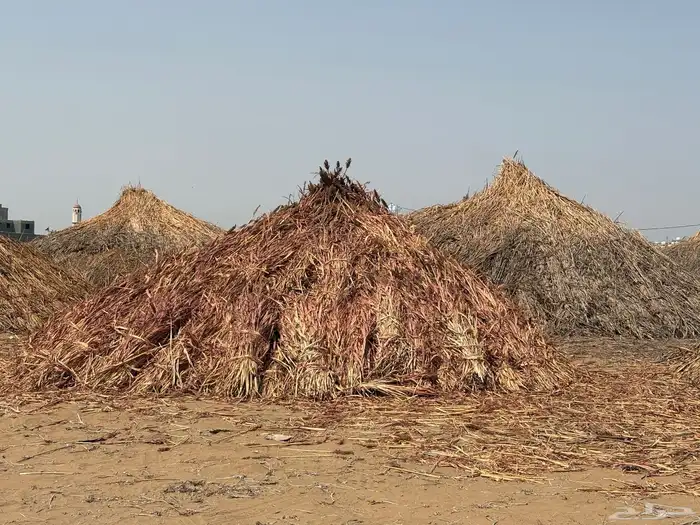 قصب خلف خريف قصار 0