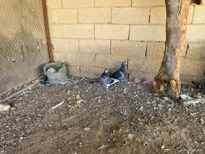حمام زاجل 4