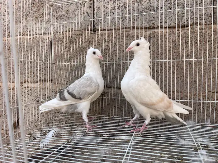 زاجل مكتف 4