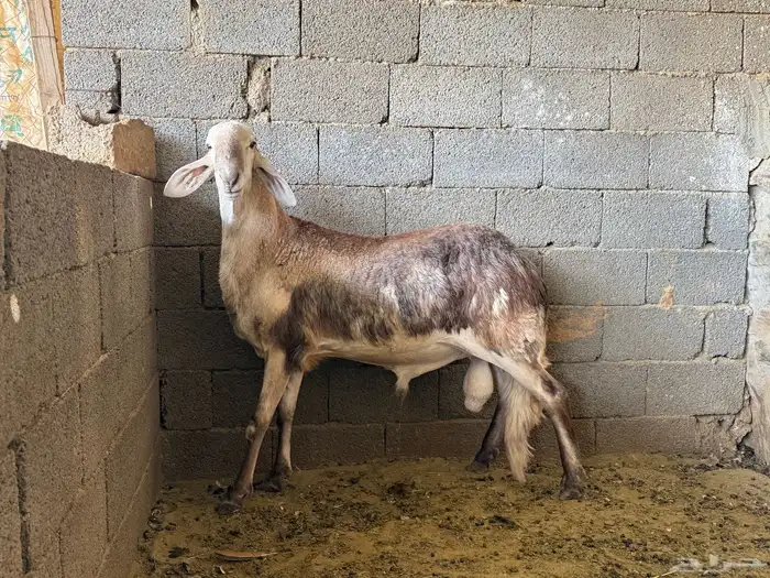 خروف فحل سواكن 2