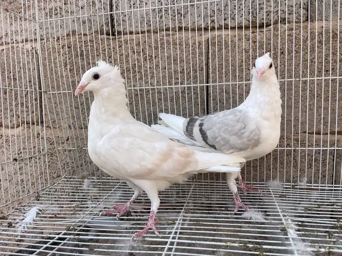 زاجل مكتف 2