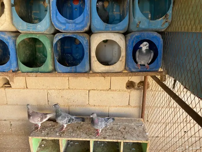 حمام زاجل 1