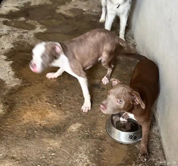 جراء بيت بول مستوى حلو للبيع 9