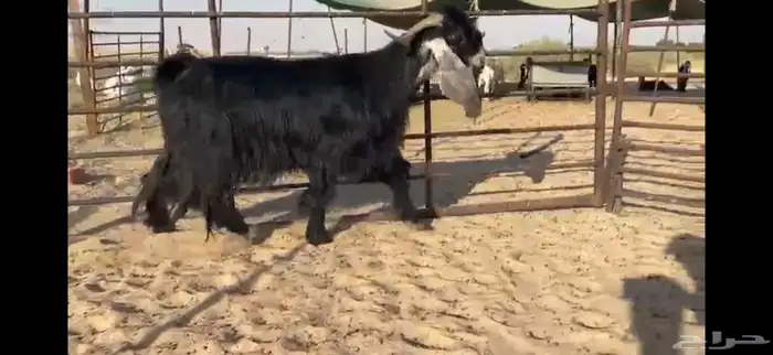 للبيع تيس عارضي نادر 9