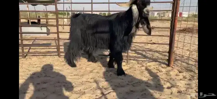 للبيع تيس عارضي نادر 11