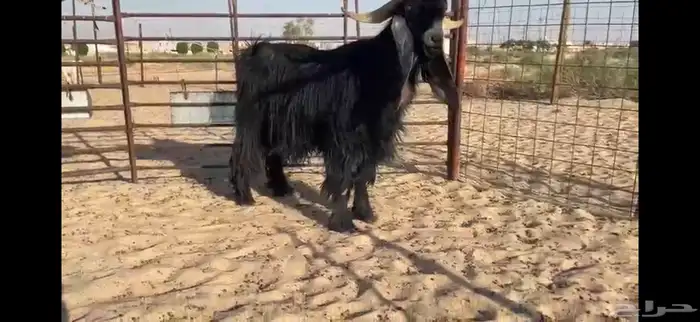 للبيع تيس عارضي نادر 16