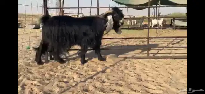 للبيع تيس عارضي نادر 10