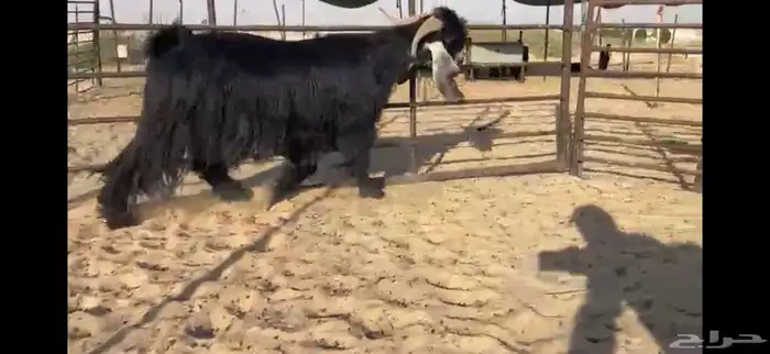 للبيع تيس عارضي نادر 15