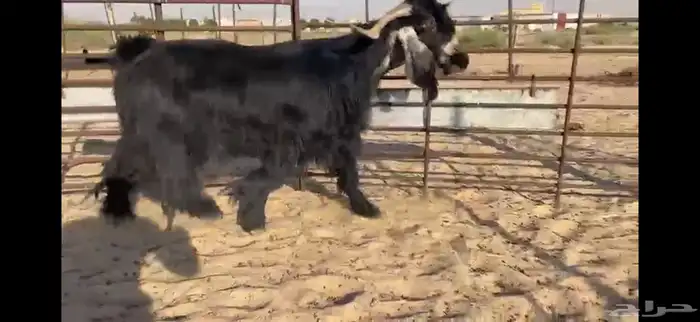 للبيع تيس عارضي نادر 2