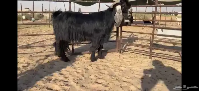 للبيع تيس عارضي نادر 7