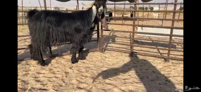 للبيع تيس عارضي نادر 4