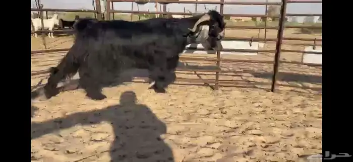 للبيع تيس عارضي نادر 0