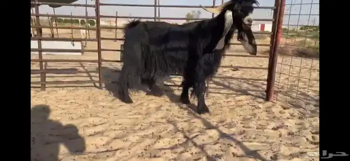 للبيع تيس عارضي نادر 12
