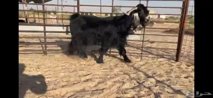 للبيع تيس عارضي نادر 13