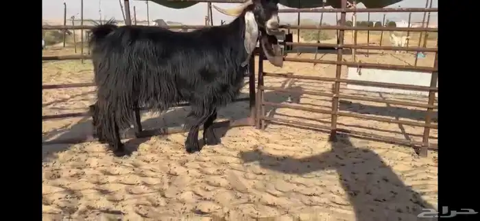 للبيع تيس عارضي نادر 5