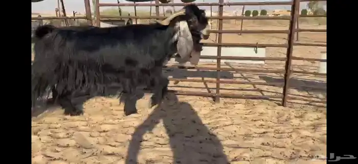 للبيع تيس عارضي نادر 3