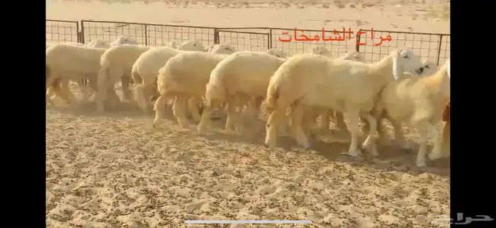 رخال مقاني من مراح الشامخات 0