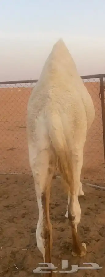 قعود اوضح على الحاكم 5