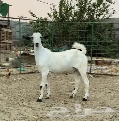 مشروع فحل بيشي اطرف 1