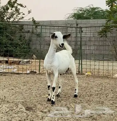 مشروع فحل بيشي اطرف 0