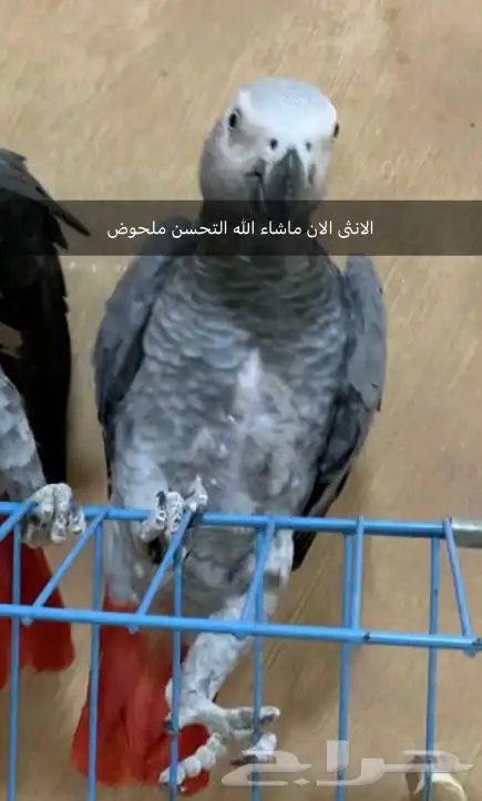 جوز كاسكو سوبر جامبو 4